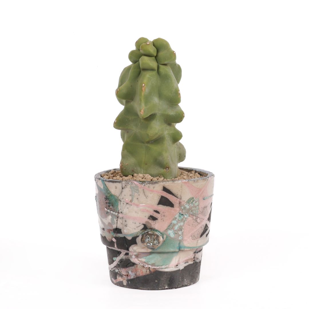 Lophocereus schotti mostruoso