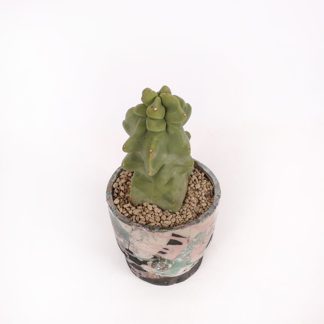 Lophocereus schotti mostruoso