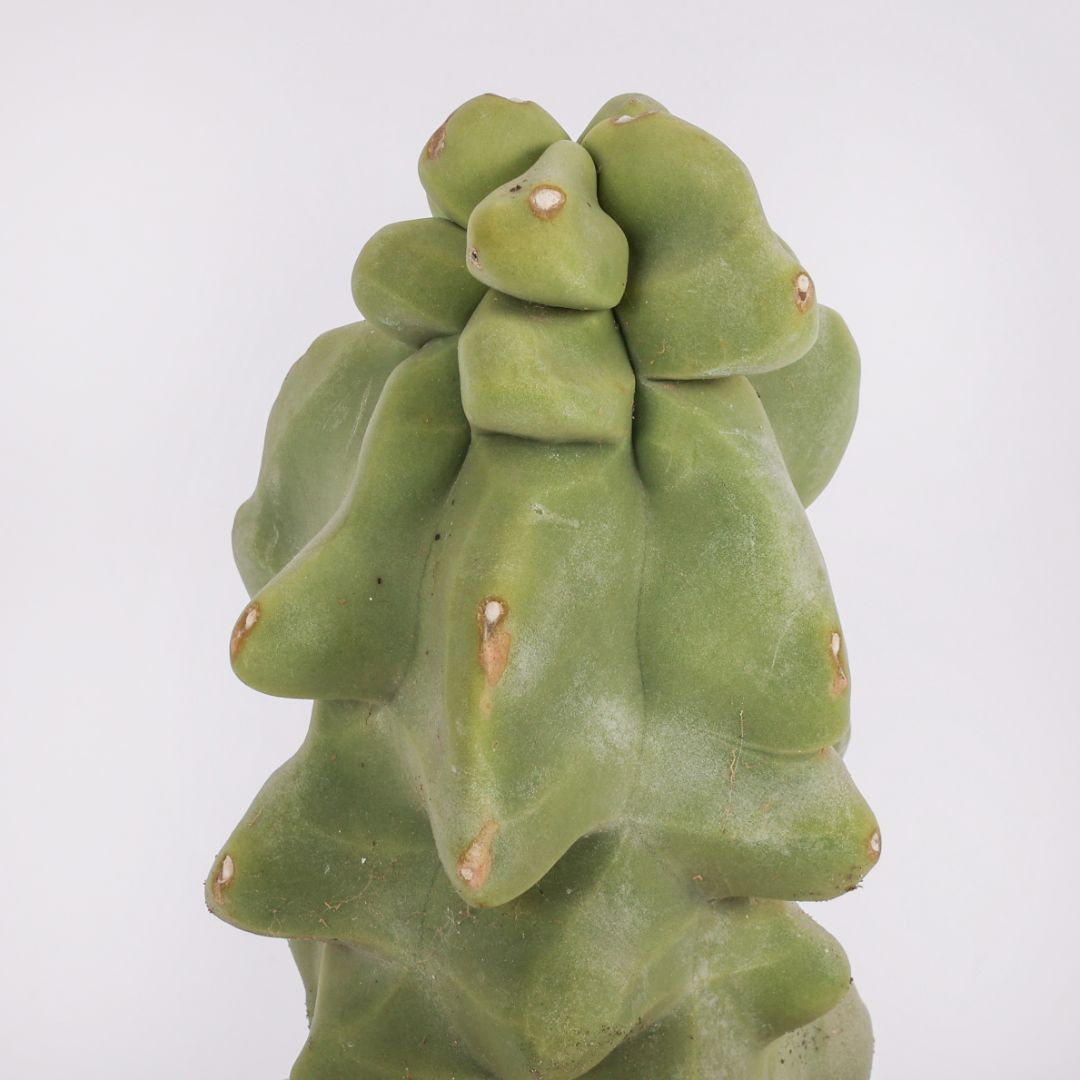 Lophocereus schotti mostruoso