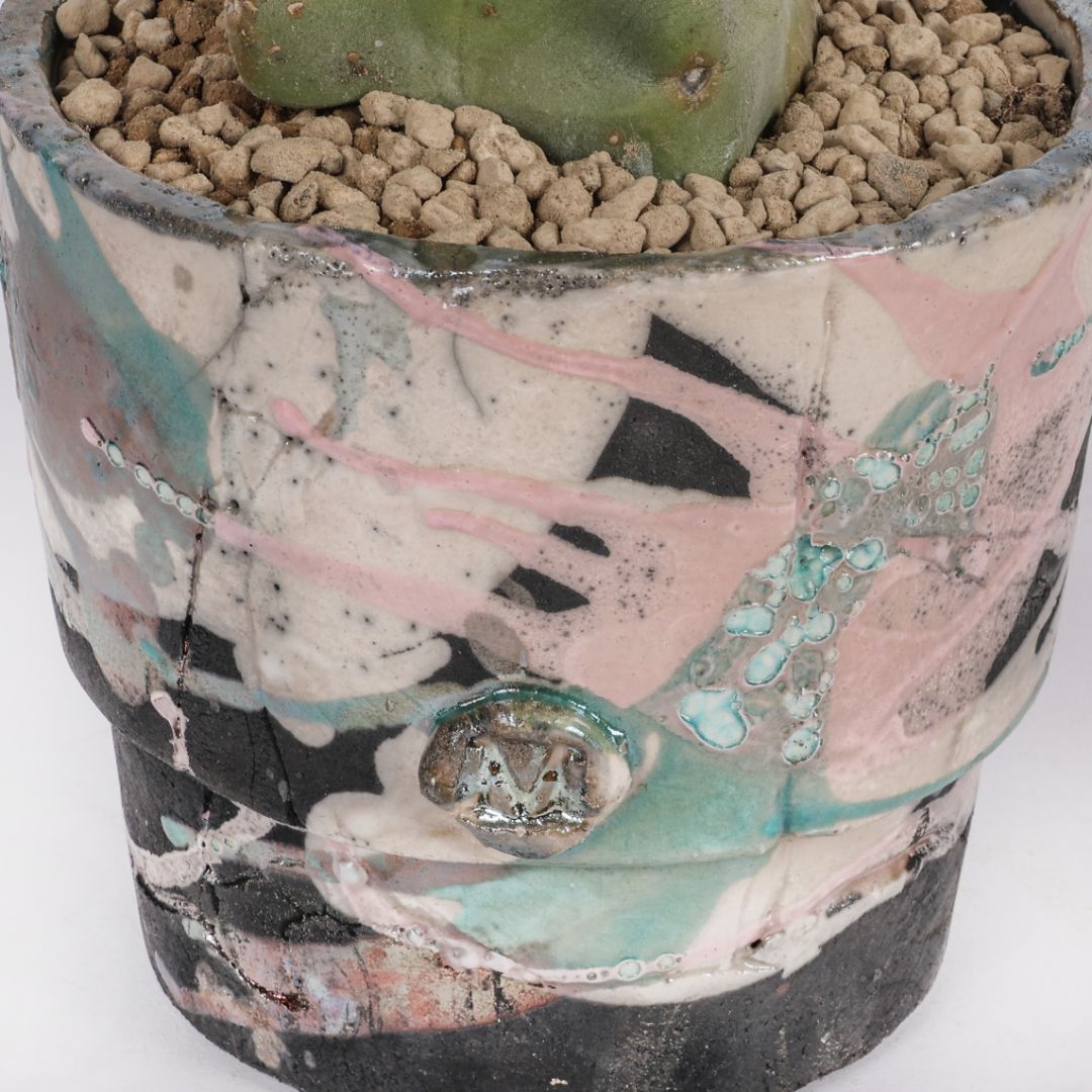 Lophocereus schotti mostruoso
