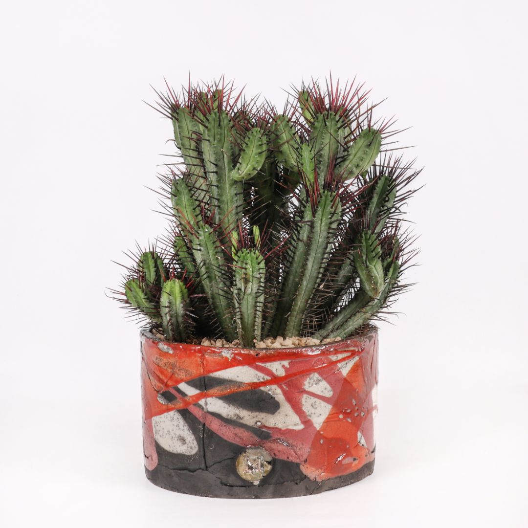Euphorbia enopla