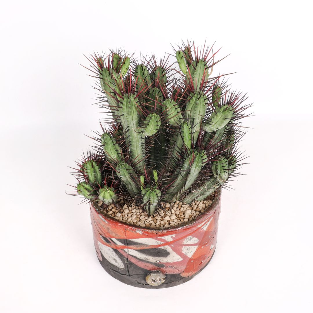 Euphorbia enopla