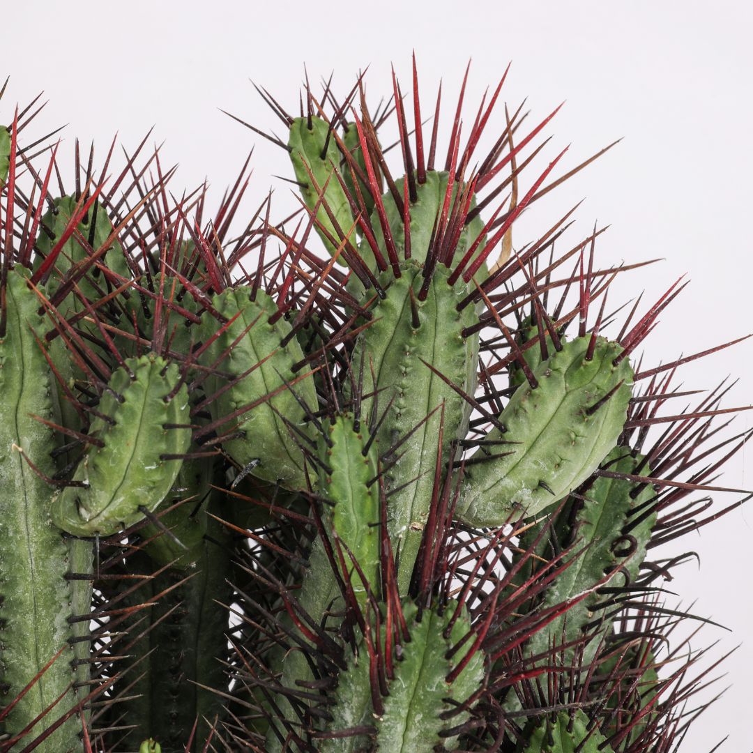 Euphorbia enopla