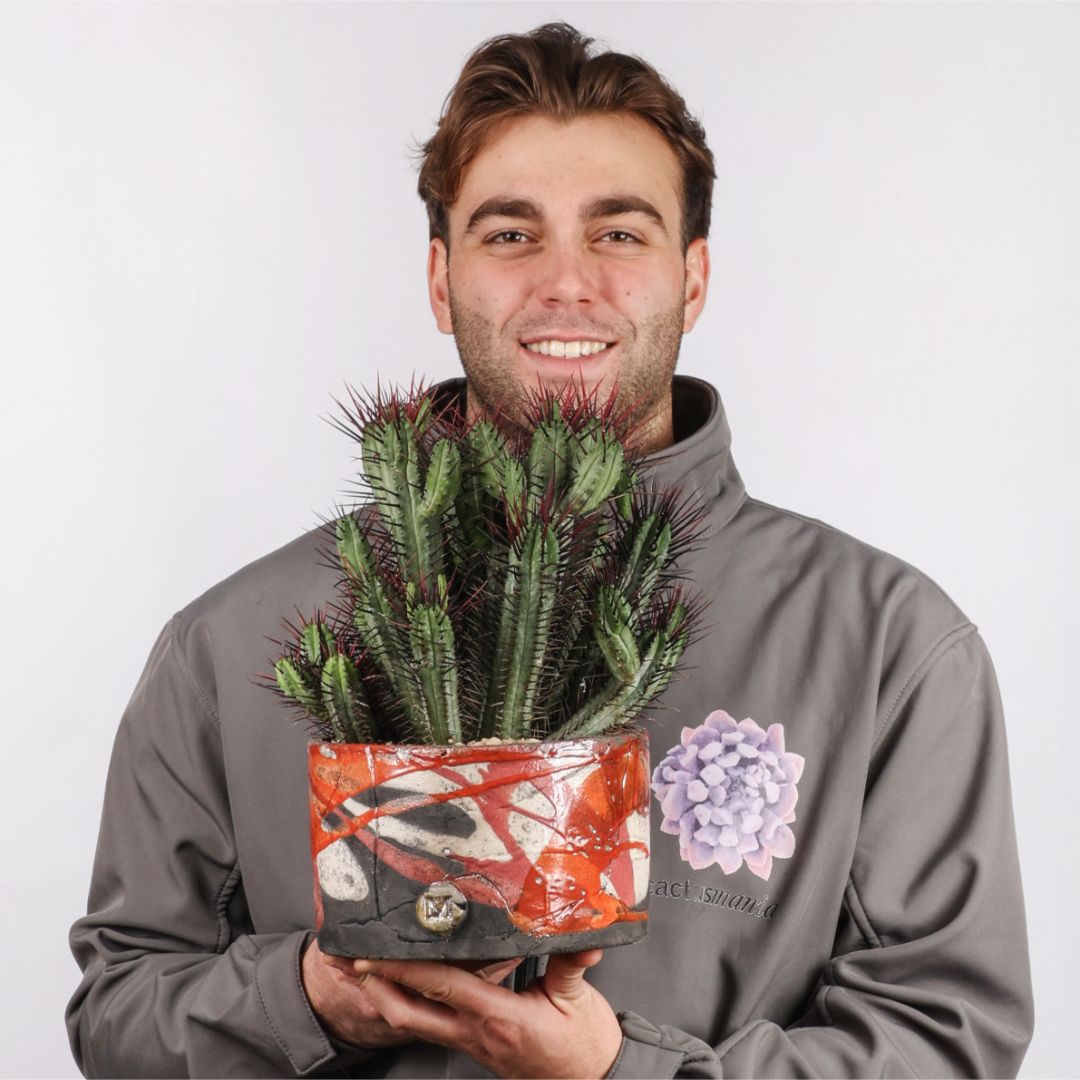 Euphorbia enopla