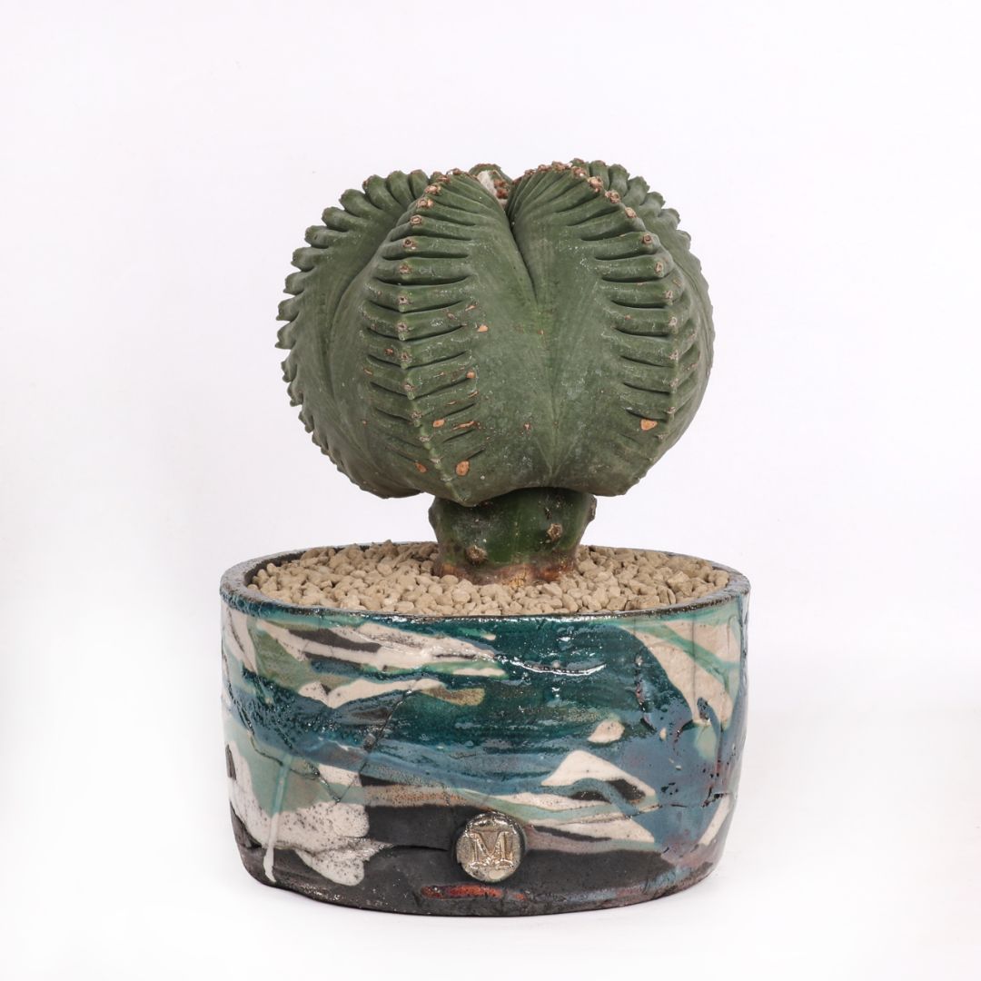 Astrophytum myriostigma kikko nudum 'Swarovski'