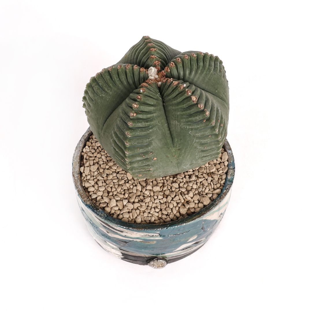 Astrophytum myriostigma kikko nudum 'Swarovski'