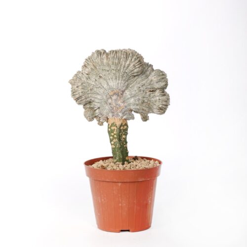Astrophytum onzuka crestato Ø 12 cm