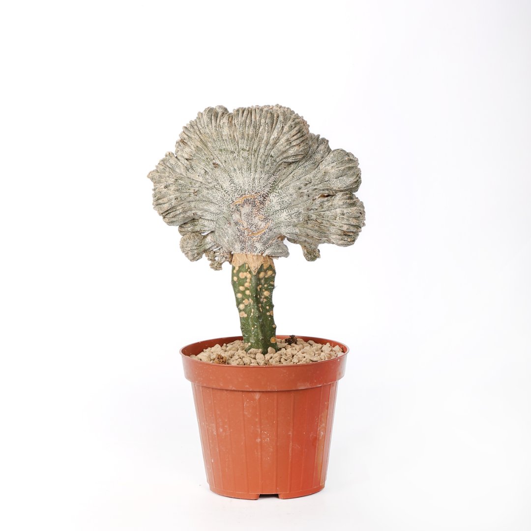 Astrophytum onzuka crestato Ø 12 cm