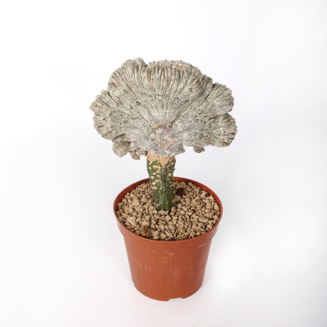 Astrophytum onzuka crestato Ø 12 cm - immagine 2