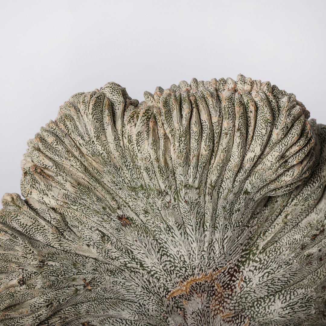 Astrophytum onzuka crestato Ø 12 cm - immagine 3