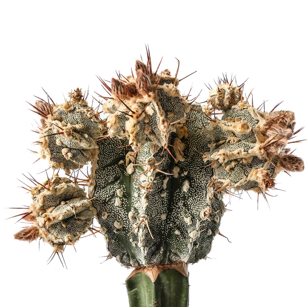 Astrophytum ornatum hannya hybrid Ø 14 cm - immagine 3