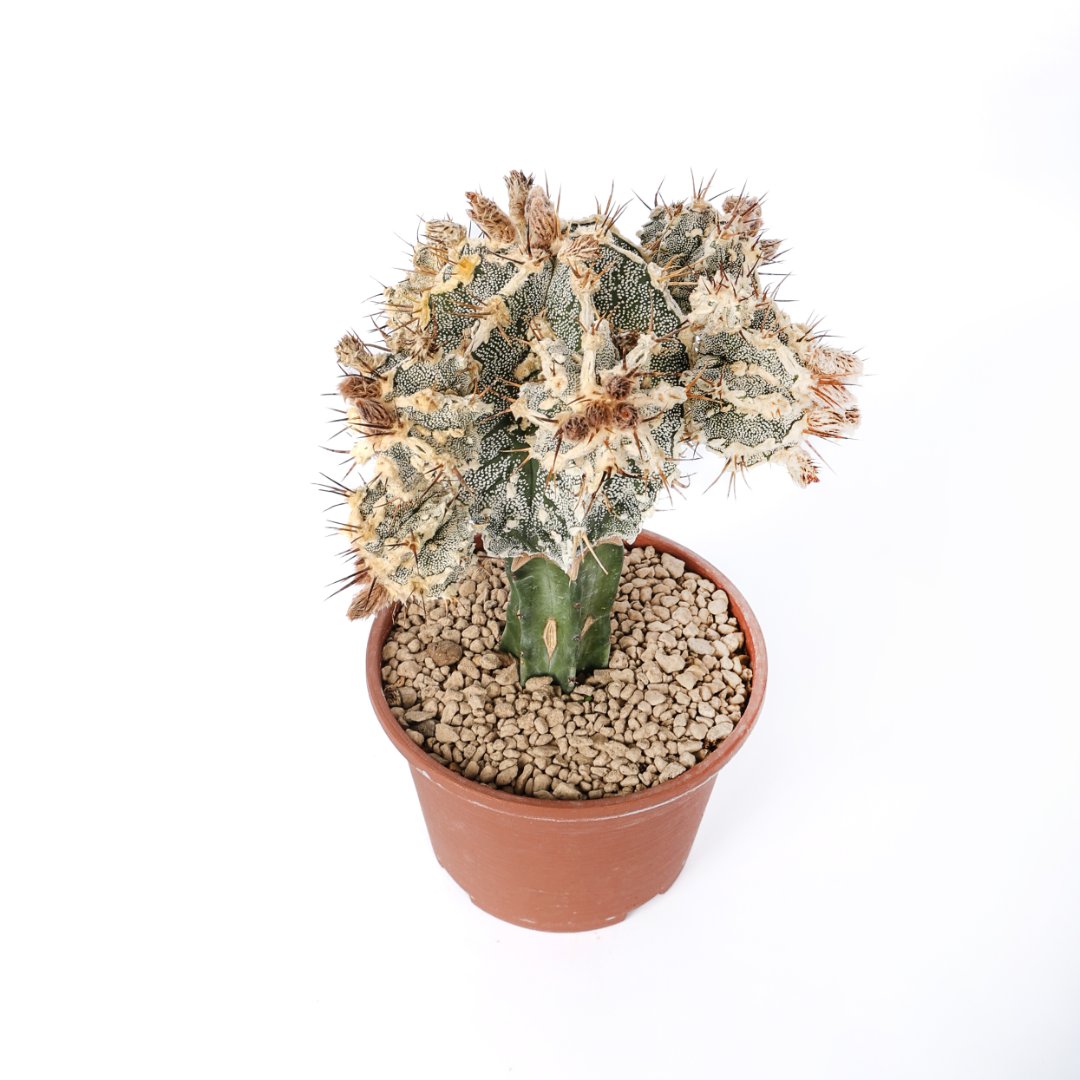 Astrophytum ornatum hannya hybrid Ø 14 cm - immagine 2