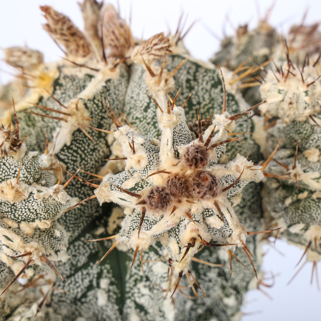 Astrophytum ornatum hannya hybrid Ø 14 cm - immagine 4
