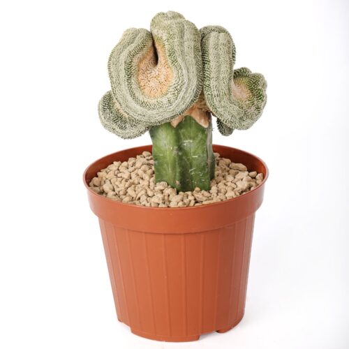 Mammillaria pectinifera crestata Ø 12 cm