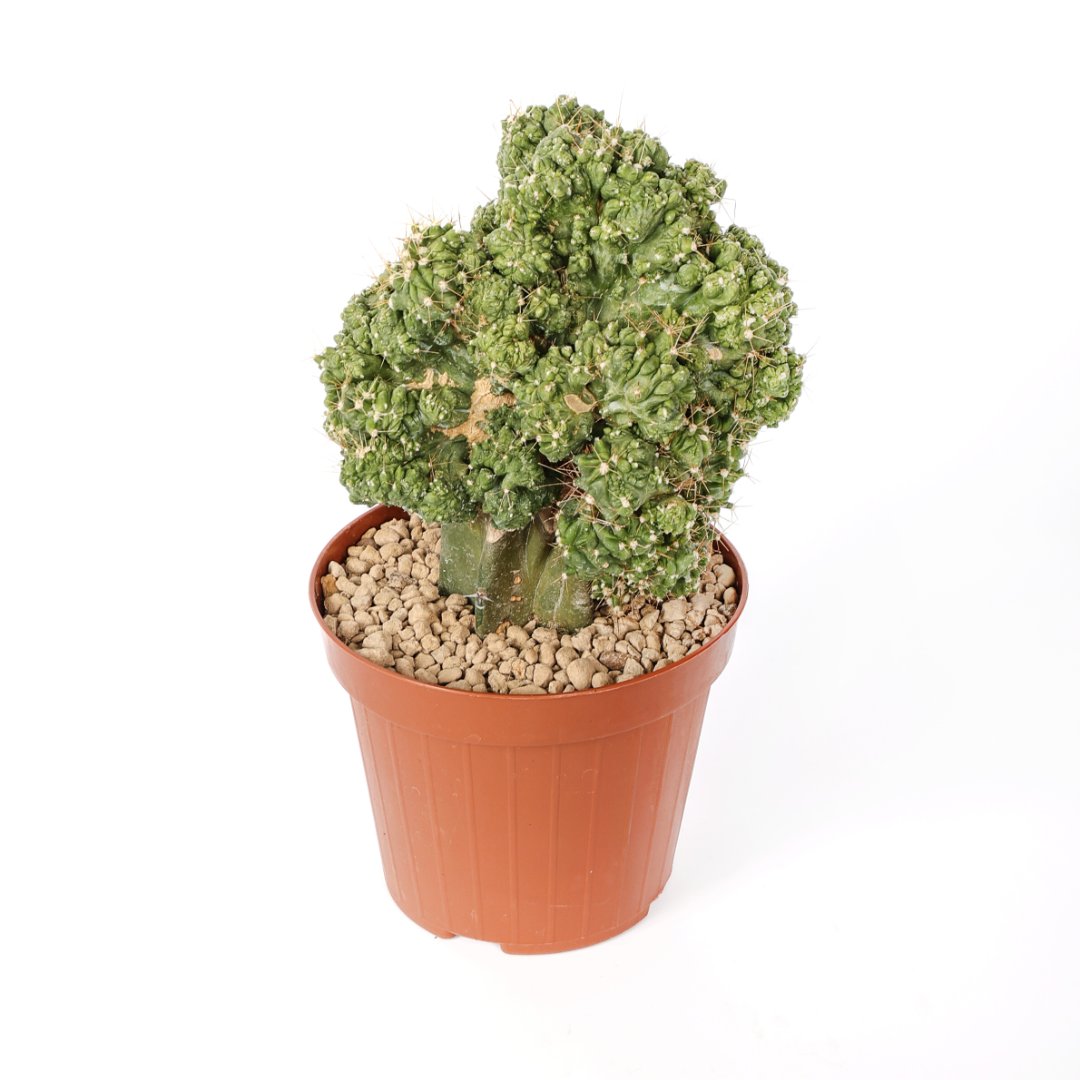 Ferocactus echidne mostruoso Ø 12 cm - immagine 2