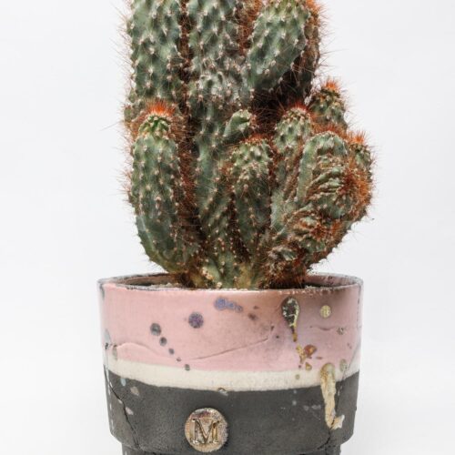 Cereus peruvianus mostruoso red