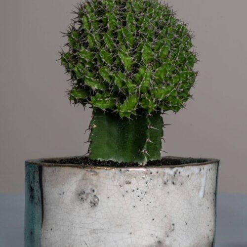 Euphorbia mitriformis vaso Raku