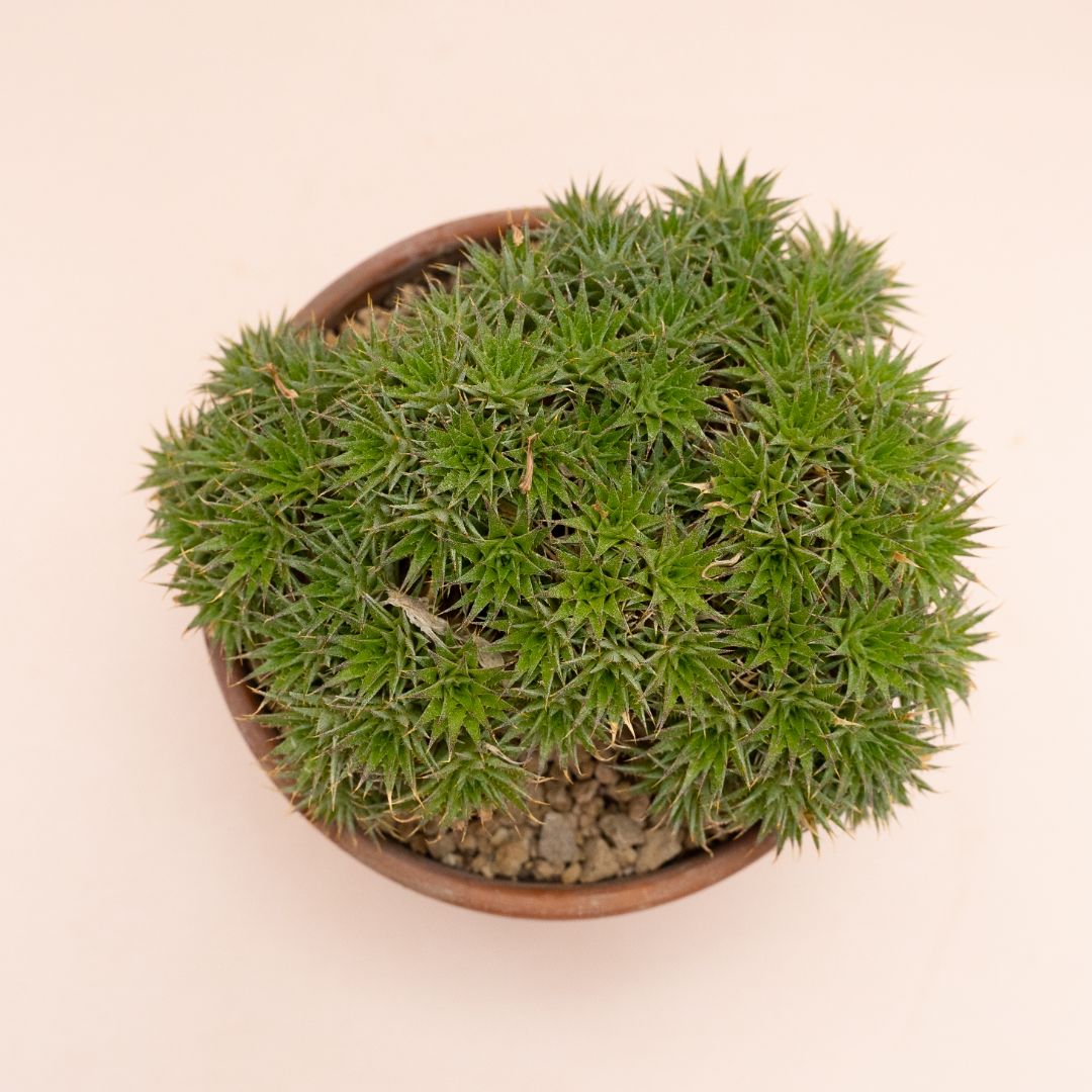 Abromeitiella chlorantha Ø 15 cm 860F
