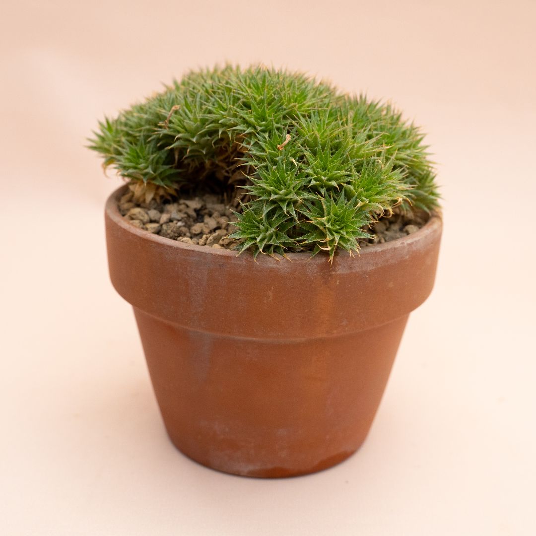 Abromeitiella chlorantha Ø 15 cm 860F