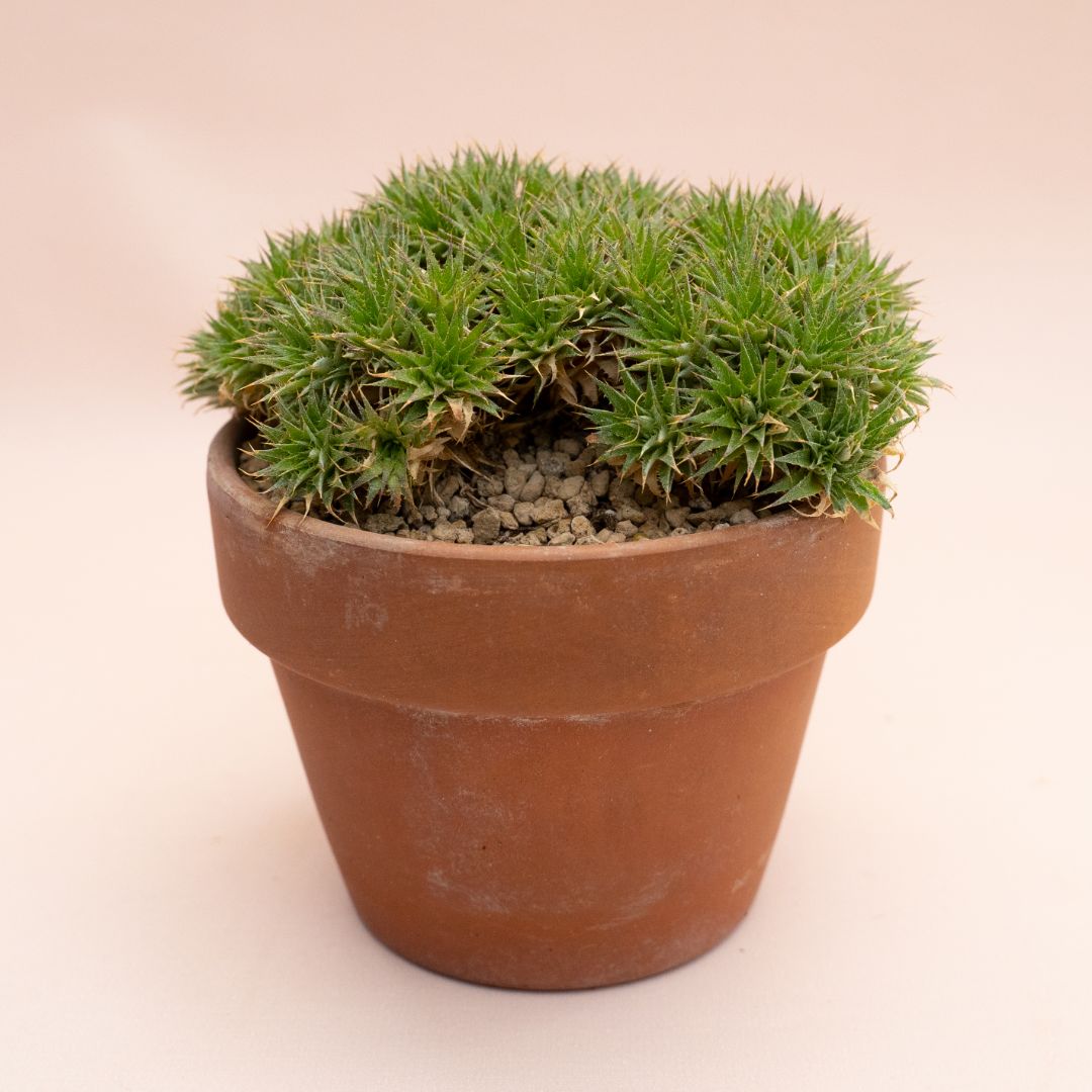 Abromeitiella chlorantha Ø 15 cm 860F