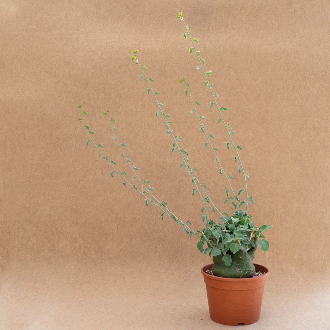 Adenia spinosa Ø 18 cm