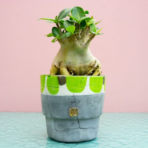 Adenium arabicum 319 Raku