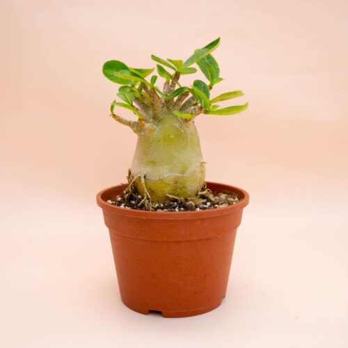 Adenium arabicum Ø 16 cm 759F
