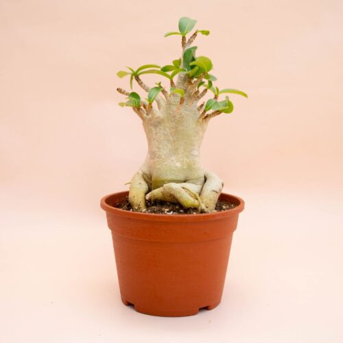 Adenium arabicum Ø 16 cm 761F
