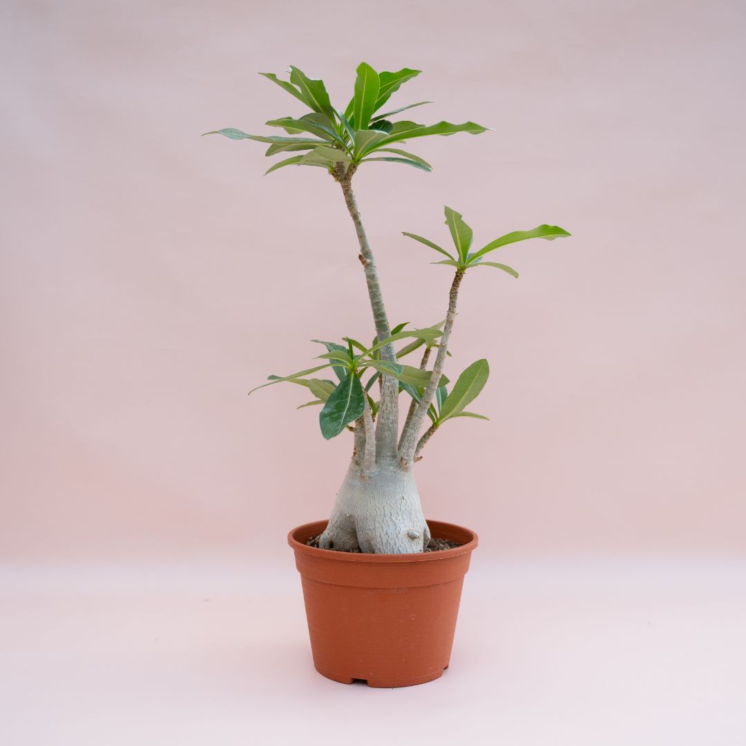 Adenium arabicum Ø 18 cm