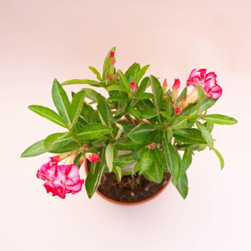 Adenium obesum Ø 18 cm 741F