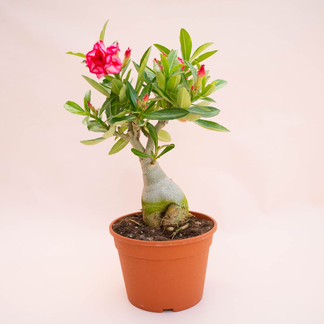 Adenium obesum Ø 18 cm 741F
