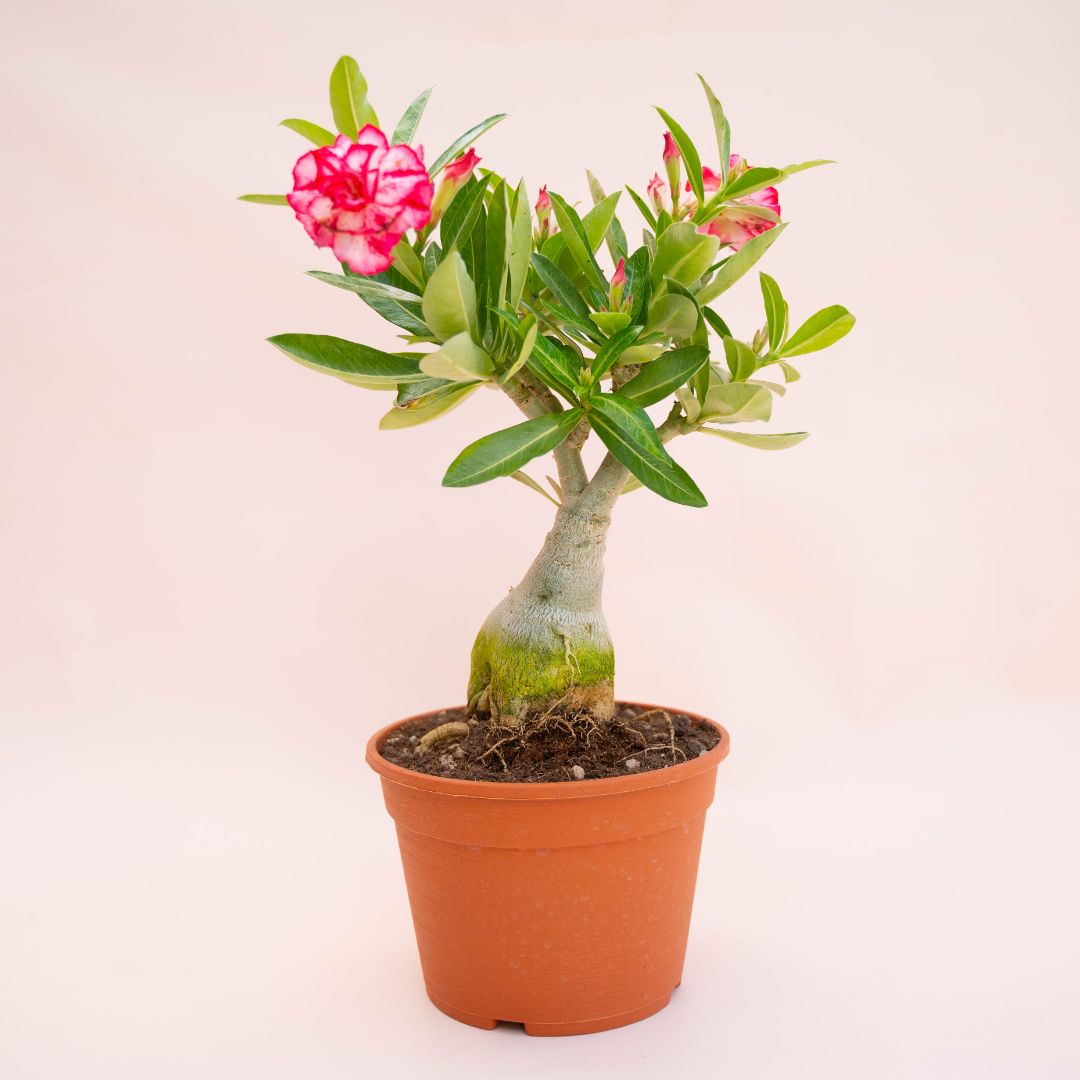 Adenium obesum Ø 18 cm 741F