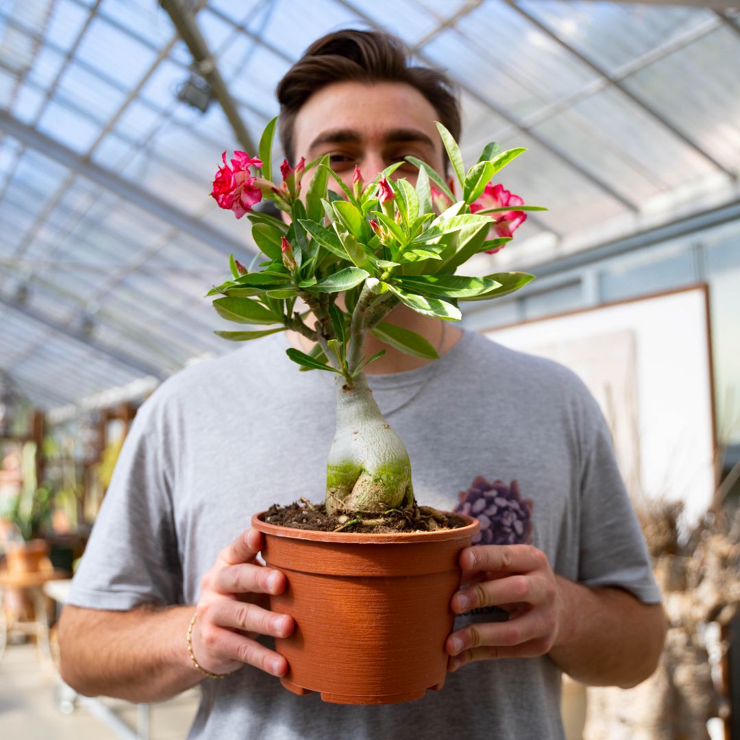 Adenium obesum Ø 18 cm 741F