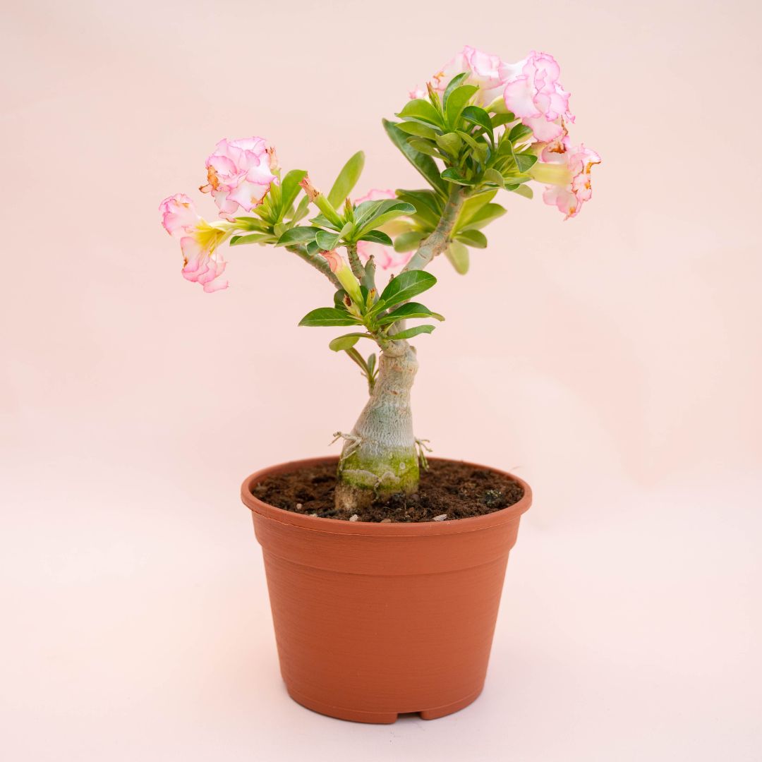 Adenium obesum Ø 18 cm 743F