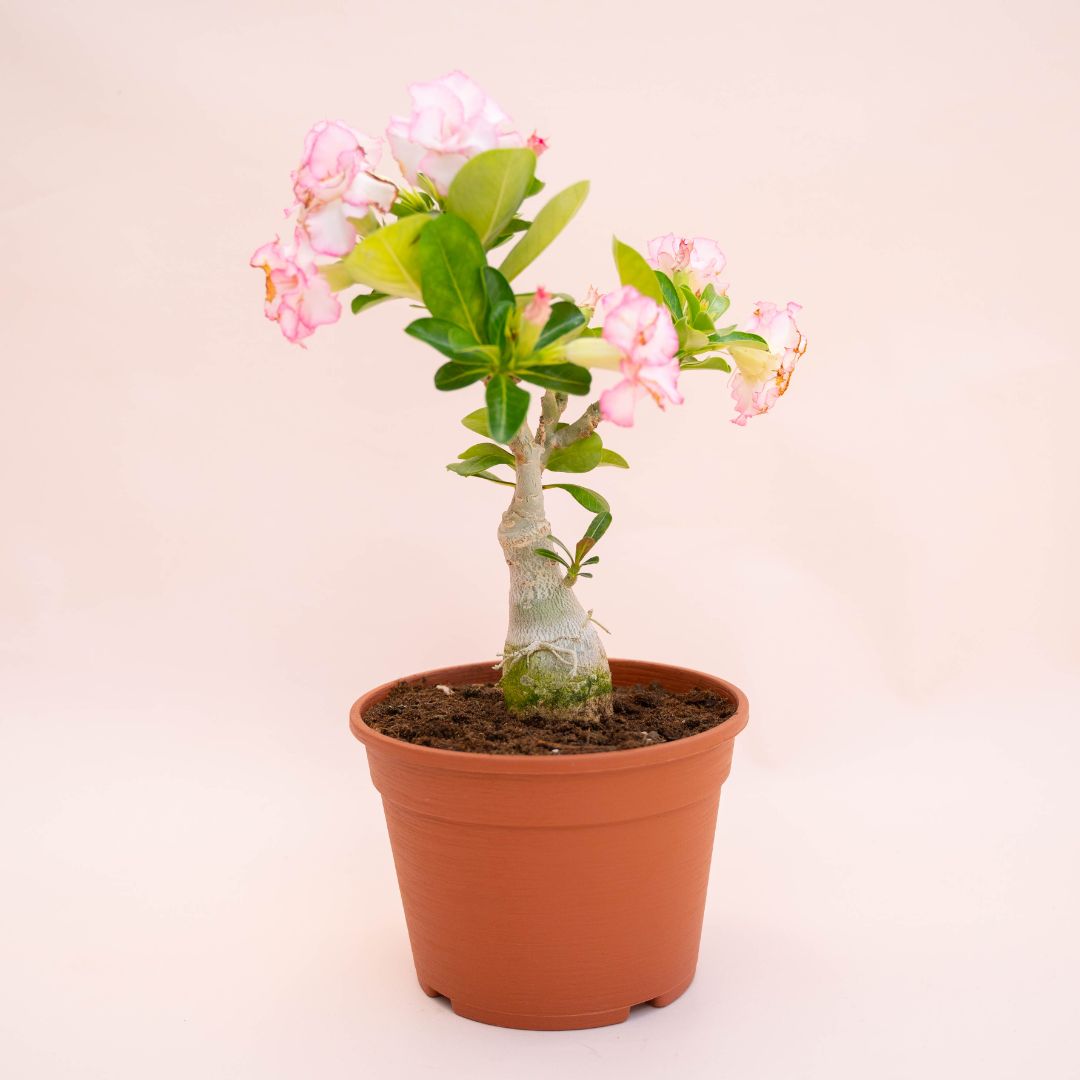 Adenium obesum Ø 18 cm 743F