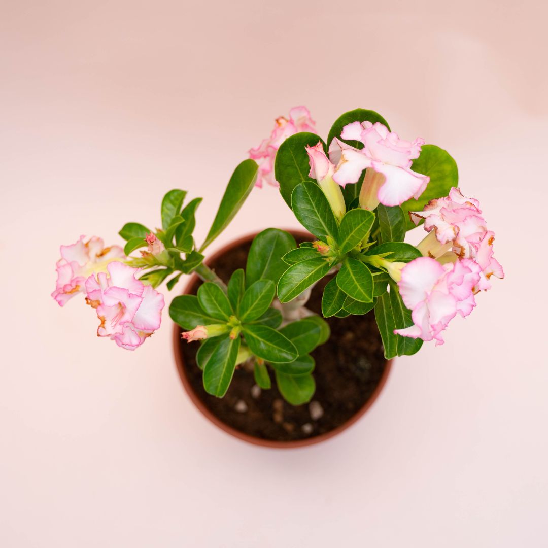 Adenium obesum Ø 18 cm 743F