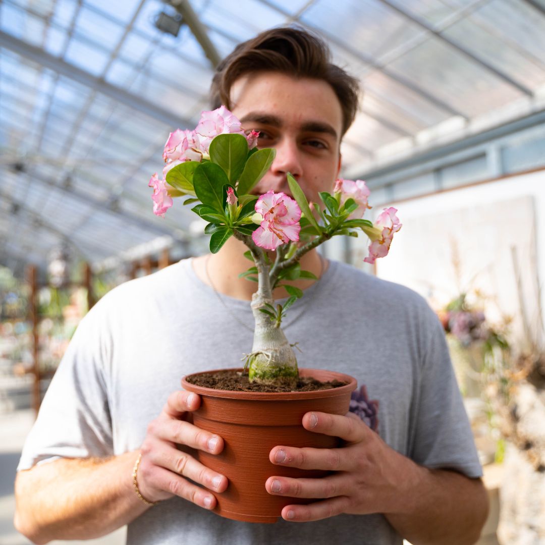 Adenium obesum Ø 18 cm 743F