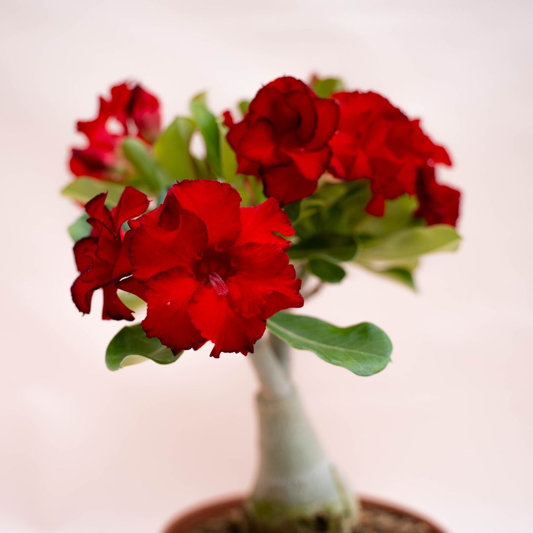 Adenium obesum Ø 18 cm 750F