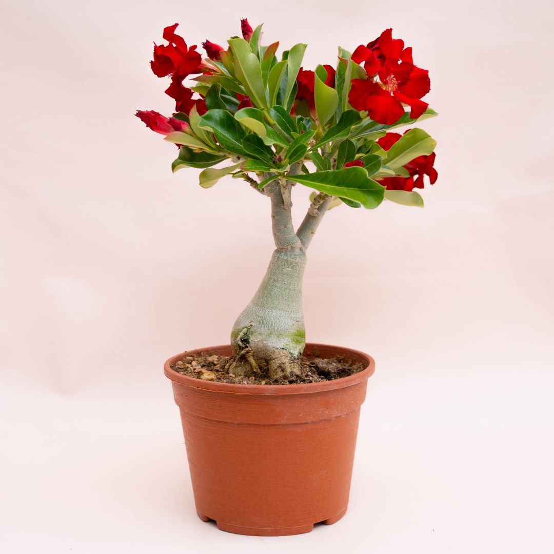 Adenium obesum Ø 18 cm 750F