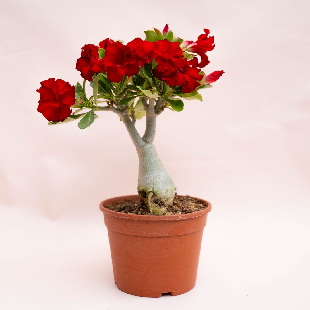 Adenium obesum Ø 18 cm 750F