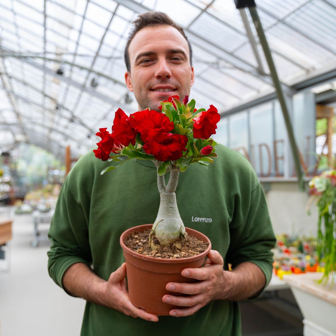 Adenium obesum Ø 18 cm 750F