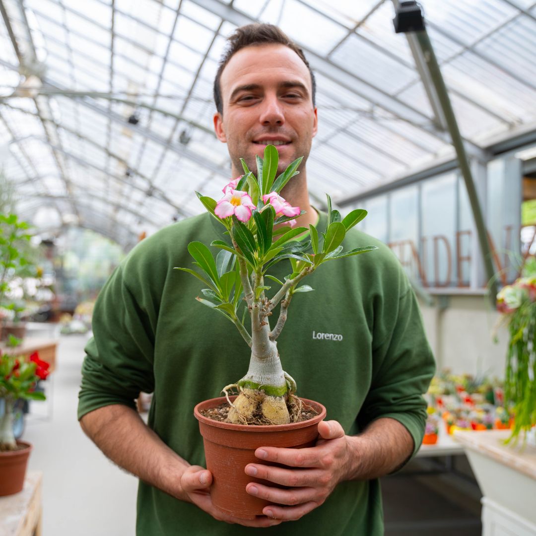 Adenium obesum Ø 18 cm 751F