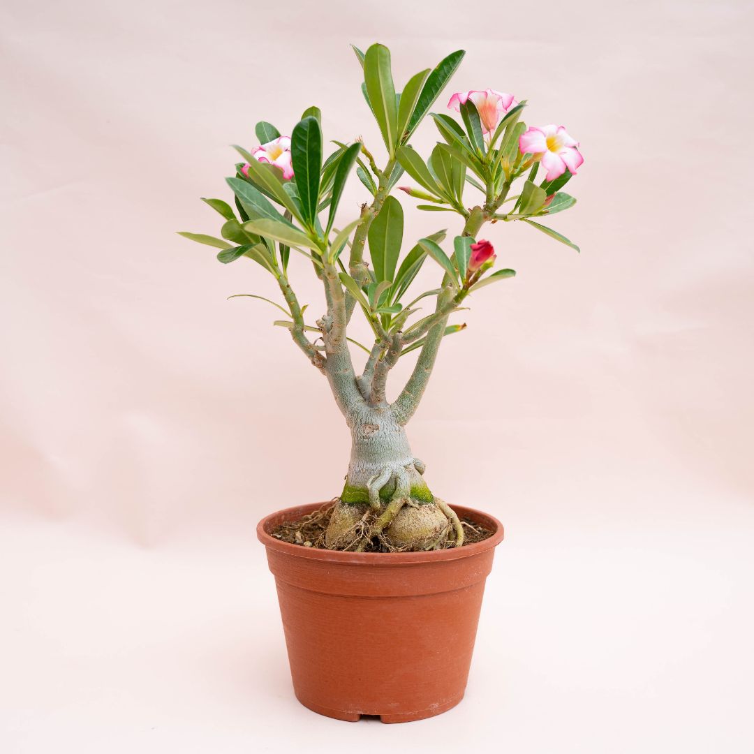 Adenium obesum Ø 18 cm 751F
