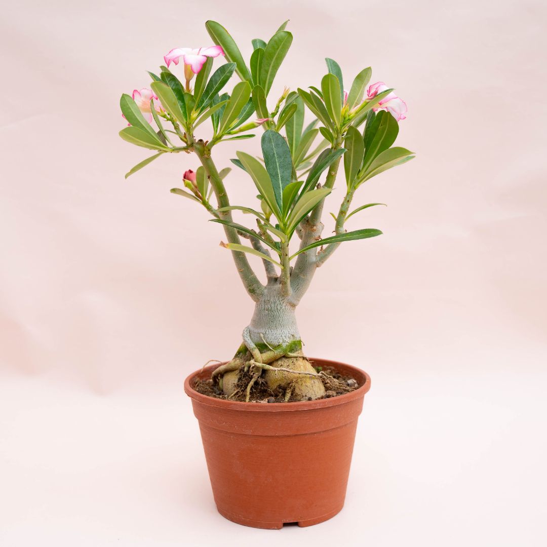 Adenium obesum Ø 18 cm 751F