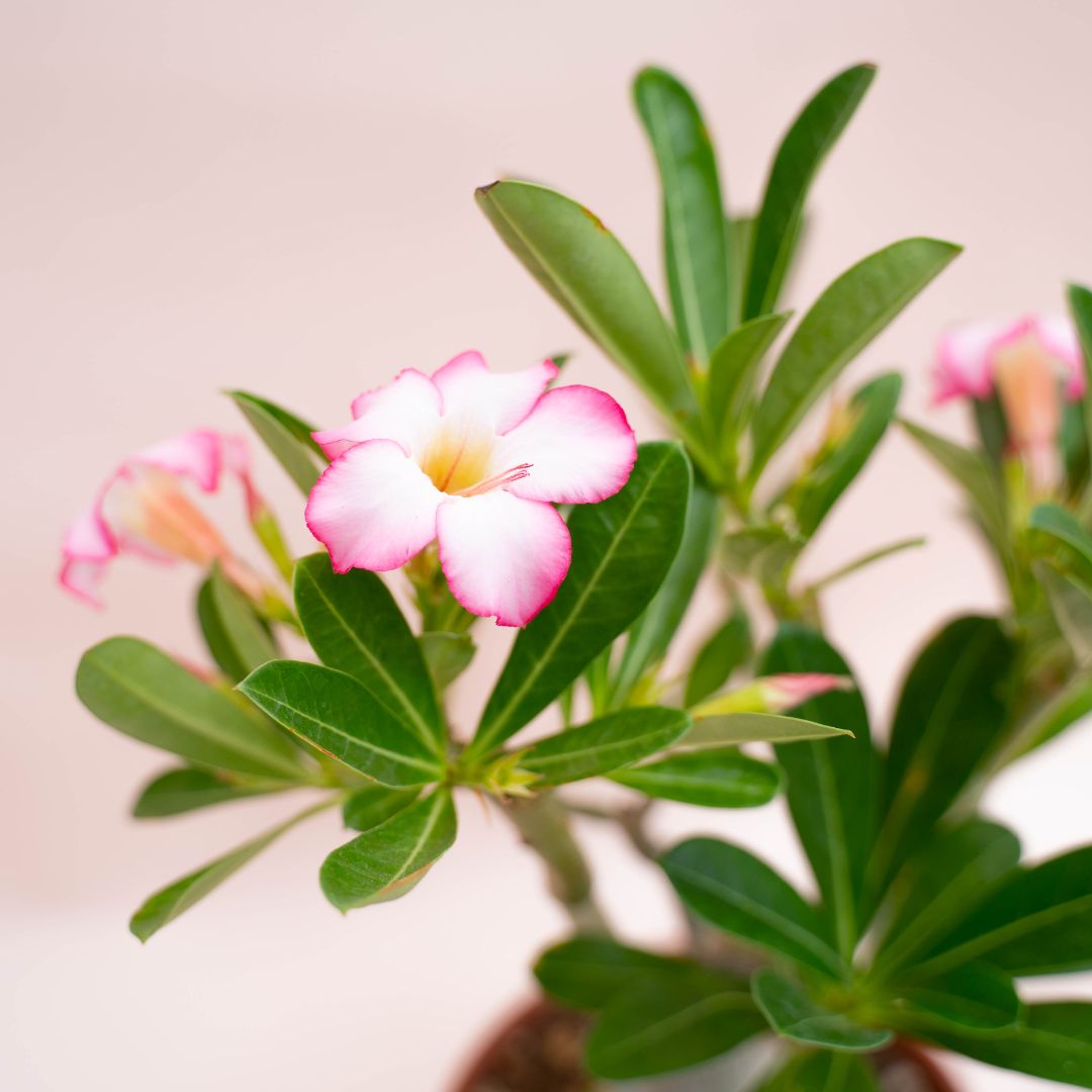 Adenium obesum Ø 18 cm 751F