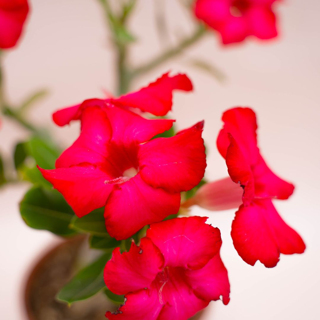 Adenium obesum Ø 18 cm 752F