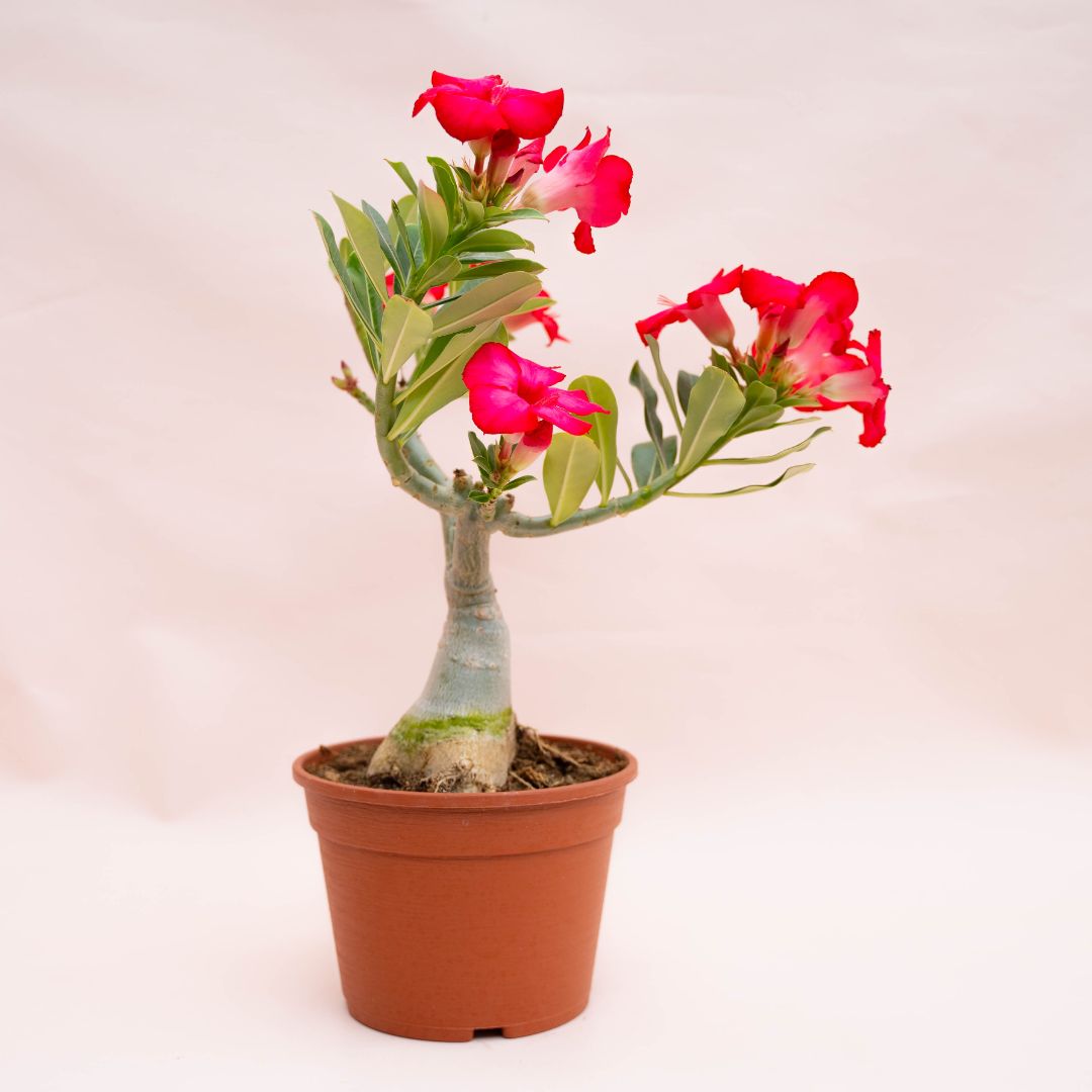 Adenium obesum Ø 18 cm 752F