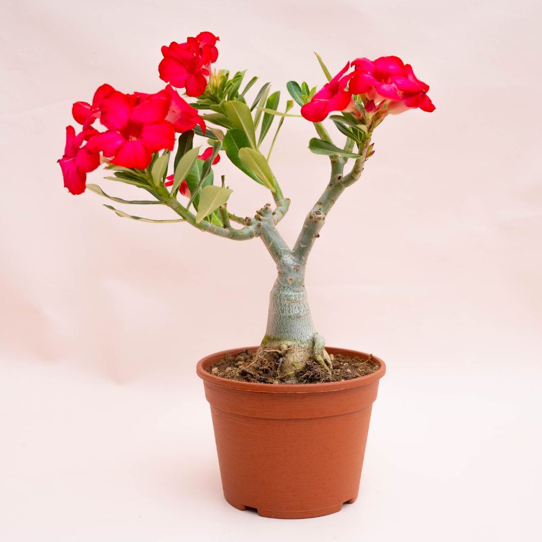 Adenium obesum Ø 18 cm 752F