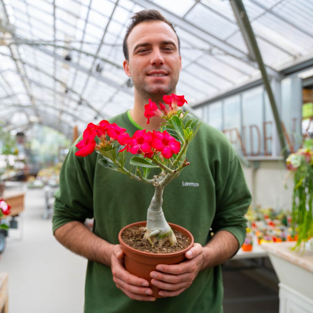 Adenium obesum Ø 18 cm 752F