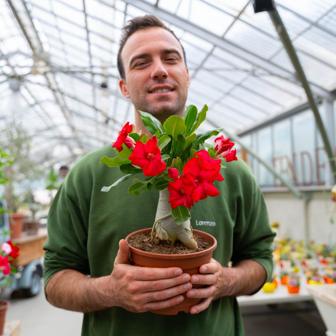 Adenium obesum Ø 18 cm 753F